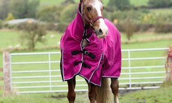 Rug Up Right: Essential Tips for Fitting and Using Horse Rugs Like a Pro