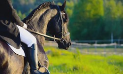 Safety First: How Bridle Tags Contribute to Horse Riding Security
