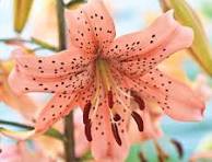 Pink Tiger Lily: A Graceful Twist on a Timeless Bloom