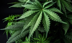 Ohio's Cannabis Legalization: A Comprehensive Guide