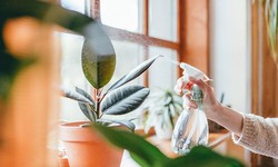 Rubber Plant 101: Growing Tips and Tricks