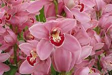 Blushing Beauty: Nurturing Pink Cymbidium Orchids