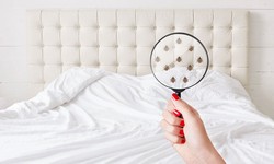 Can Bed Bugs Be Gone Forever? Finding Lasting Solutions