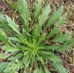 Marestail Weed Control in Soybeans: Strategies for Effective Management