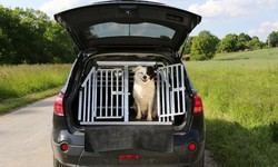 The Ultimate Guide to Choosing and Installing Dog Boxes for Your Ute: Ensuring Safety