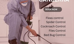 Removing Fleas: Effective Flea Control Services in Canberra