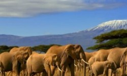 "Immersive Wilderness Adventures: Embarking on a Kenya Camping Safari"