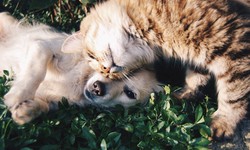 Cats vs. Dogs: Which Is the Better Pet for You?