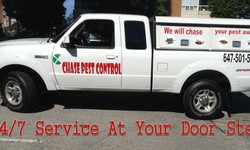 Pest Control Services in Pickering