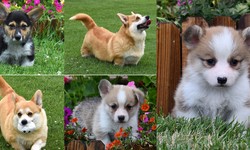 Pembroke Welsh Corgi For Sale: What to Look for When Buying