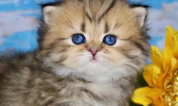 Discover the Elegance of CFA Persian Kittens: Available for Adoption