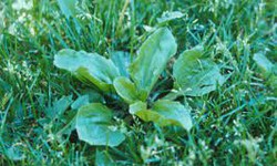 Broadleaf Weeds: Identification, Impact, and Effective Control Strategies