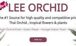 Dendrobium Orchids: Maintenance Tips and Decoration Ideas.