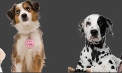 Sustainable Comfort: Miloboxes' Reusable Dog Diapers