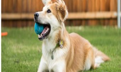 Pawsitively Clean: Dog Poop Cleaning Services in Schaumburg, IL