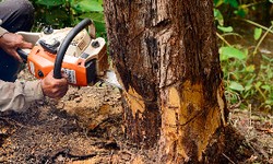 Tree Stump Removal: Enhancing Your Outdoor Space
