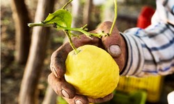Savoring Sunshine: The Story Behind Italy's Amalfi Lemons