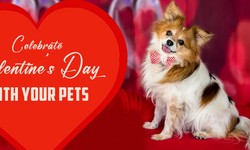 How to Celebrate this Valentine’s Day with Your Pets