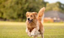 What Are the Methocarbamol Applications in Canine Health?