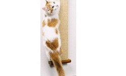 The Ultimate Guide to Choosing a Smart Cat Scratching Post: Your Cat's Comfort Matters
