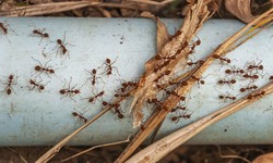 Fire Ants in Your Yard? Tips for Effective Treatment and Long-Term Prevention