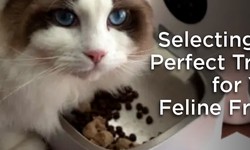 Selecting the Perfect Treats for Your Feline Friend