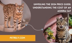 Unveiling the 2024 Price Guide: Understanding the Cost of an Ashera Cat