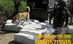 Unleashing Icons The Army Dog Center