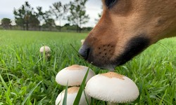 What Types of Mushrooms Pose a Poisoning Risk to Your Canine Companion?