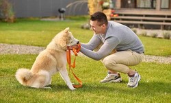 The Essential Qualities of Professional Dog Walkers in Boston You Must Know!