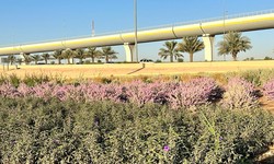 Key Factors to Consider When Hiring a Landscape Company in Riyadh