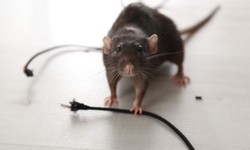 How to Choose a Reliable Possum Removal Service: A Buyer’s Guide