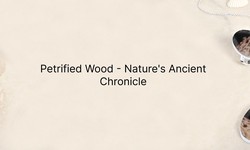 Petrified Wood Tales: Nature's Ancient Story in Stone