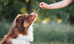 Why & How to Give CBD oil to your Cat or Dog: Buy CBD Oil for Pets