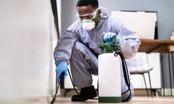 The Crucial Role of Regular Pest Inspections in Office Spaces