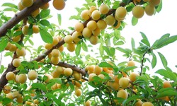 Discover a Variety of Fruit Trees for Sale: Perfect for Garden