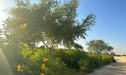 Choosing the Right Plants for Softscape Landscaping in Riyadh