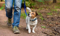 How Do Find Professional Dog Trainers?