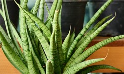 Green Beauties: Exploring the Unique Charms of Sansevieria and Callistemon