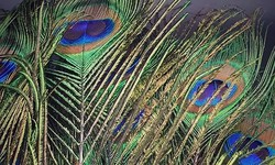Peacock Feather | Original Mor Pankh