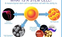 Why The Vivid World Of Stem Cells Has The Power To Fix Your Body?