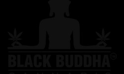 Uncovering the Persona of Black Buddha Cannabis: A Trip into Premium Quality and Sweeping Wellbeing