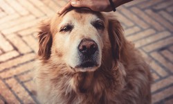 Ensuring Your Pet's Health and Well-being