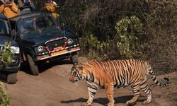 Sariska National Park Tiger Reserve Gates: Ways to Memorable Safari Amidst Wilderness