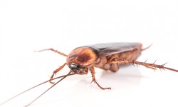 Navigating the Unseen Invasion: Expert Strategies for Cockroach Control in Your Home