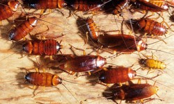 Bite Back at Pests: Elevate Living with Our Expert Pest Control