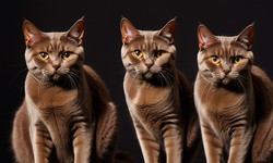 Unveiling the Mystique of Brown Cats | Exploring Their Unique Characteristics
