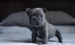 Raising a Rare Pup: Tips for Training and Showing Your Merle French Bulldog