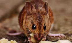 5 Fun Facts You Never Knew About Mice