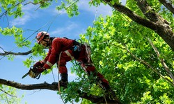 How to Protect Your Trees When You Are Remodeling or Building?